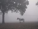 060-Horse in Fog
